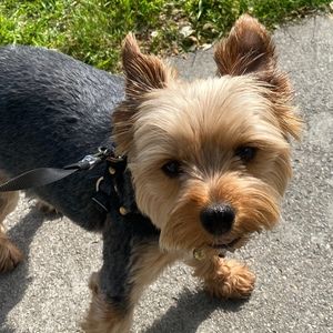 Meet your Posher, Flood